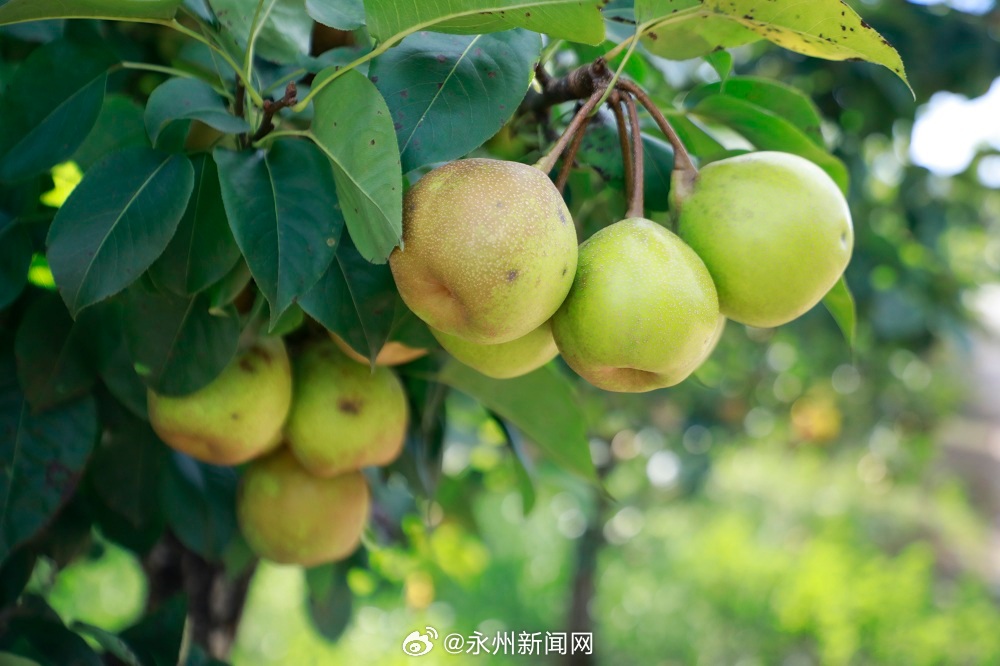 永州最新水果，品味繁荣与多彩的自然馈赠