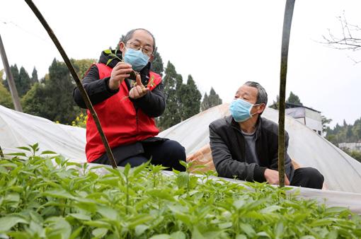 内江最新肺炎情况分析